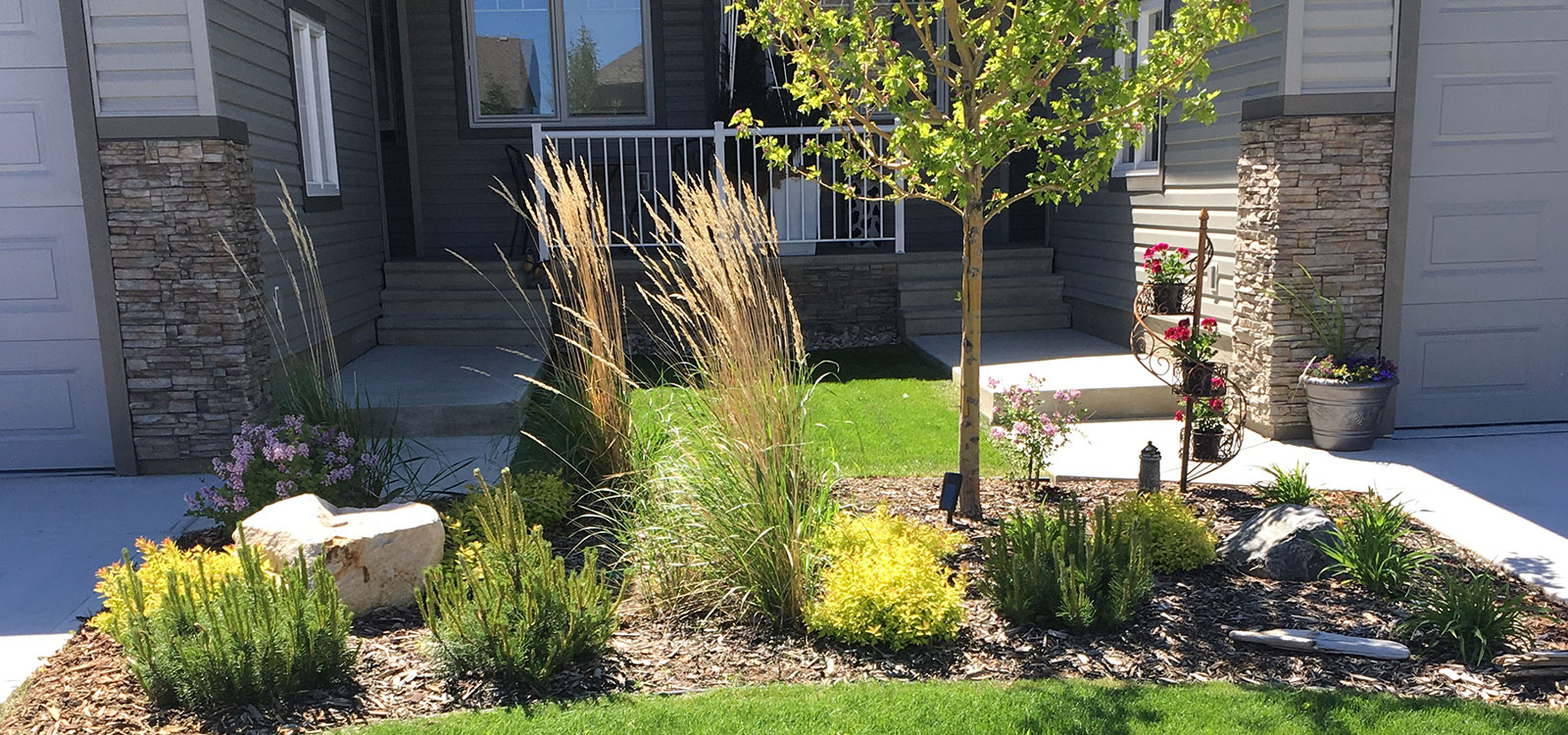 Front-yard bed with grasses, shrubs and a small tree
