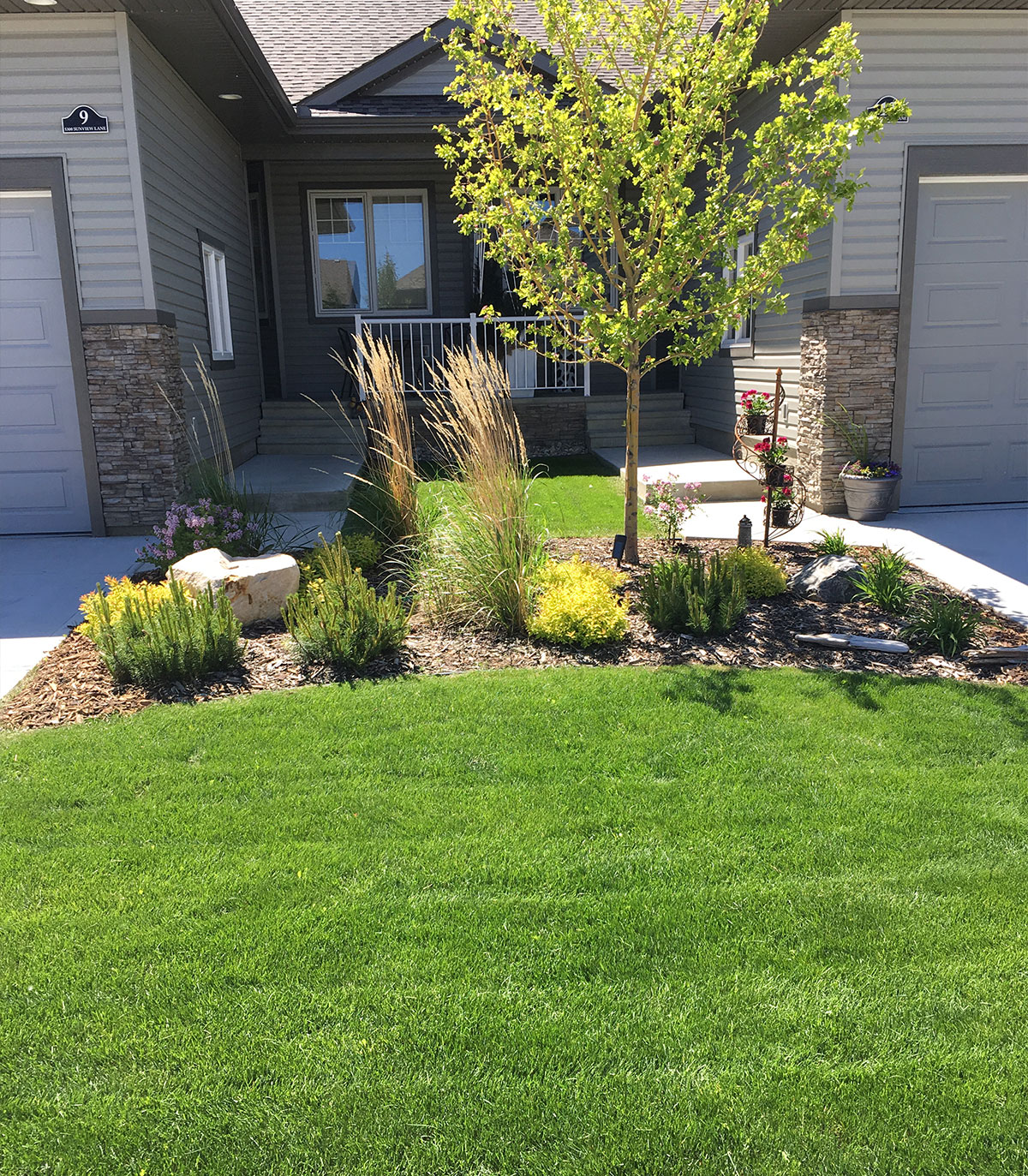 Front-yard lawn with a tree, ornamental grasses and shrubs