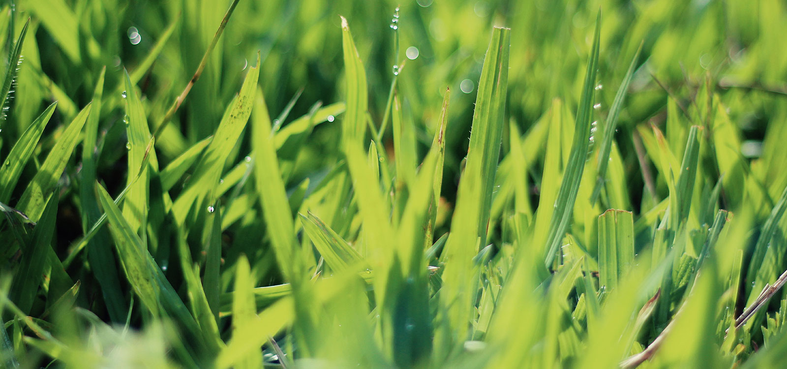 Close-up of grass blades