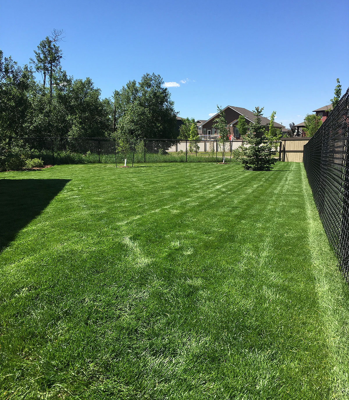 Green lawn beside a fence with homes in the background