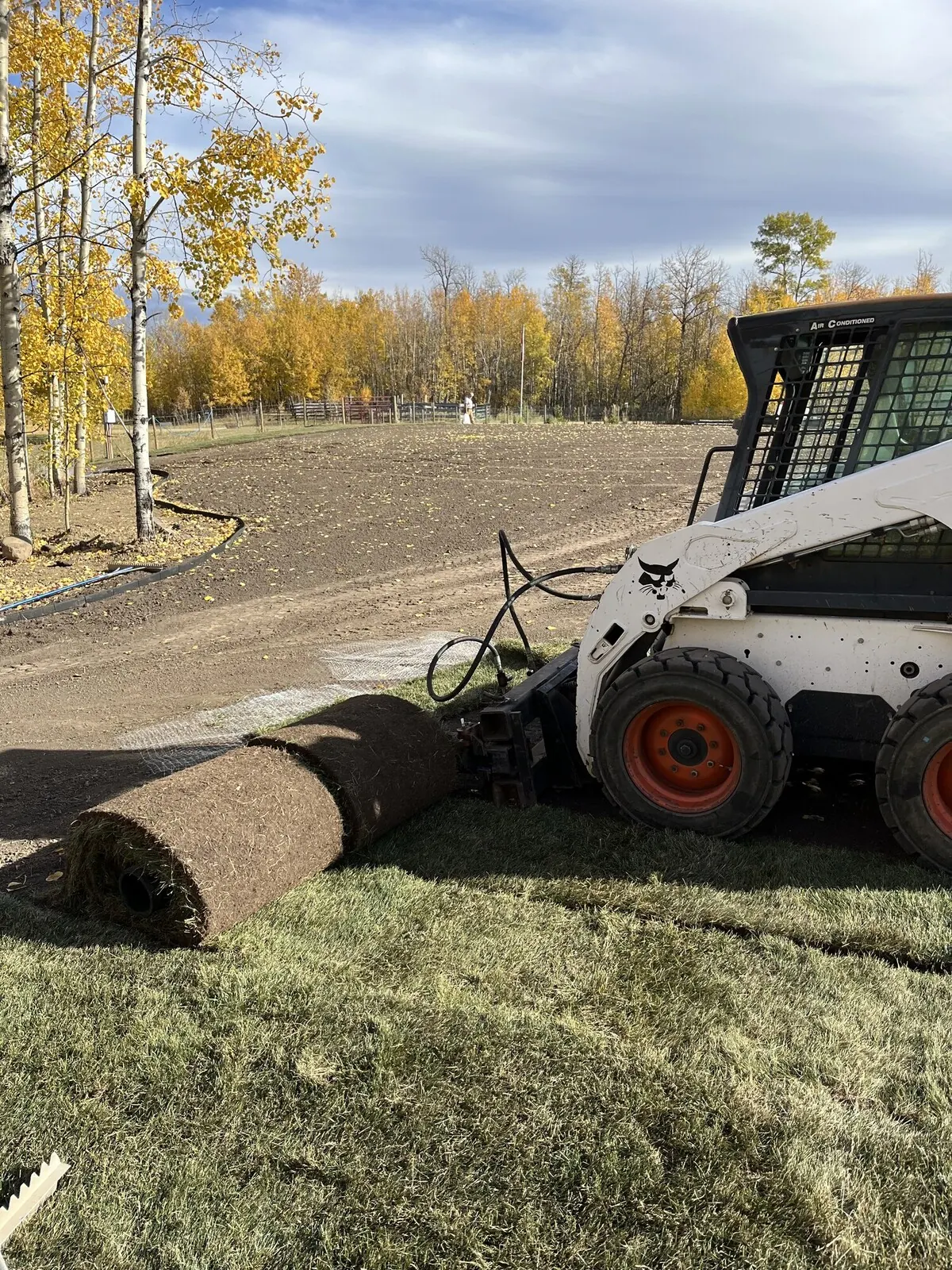Skid steer unrolling a big roll of sod on prepared ground
