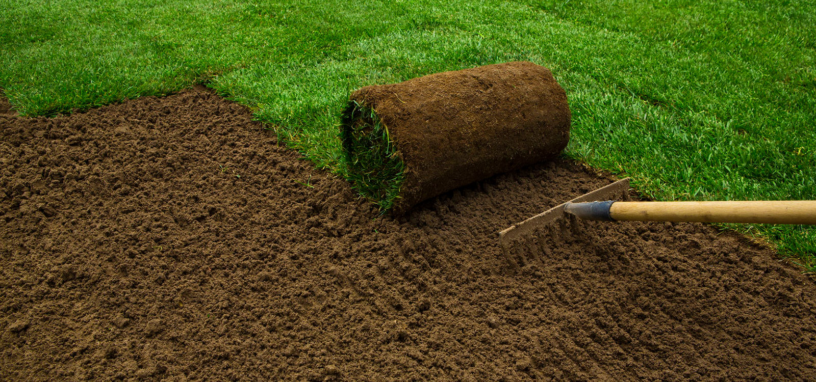 Roll of sod on prepared soil beside a green lawn