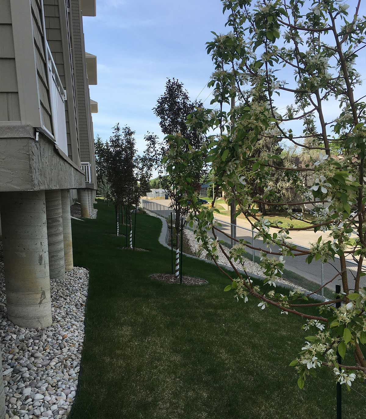 Tree beside a lawn between buildings