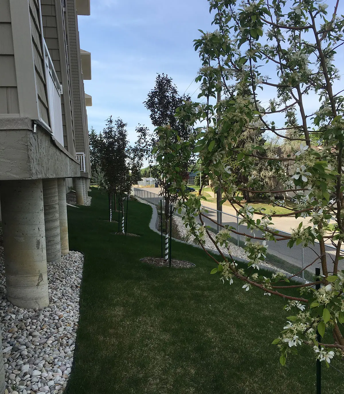 Tree planted in a lawn between buildings