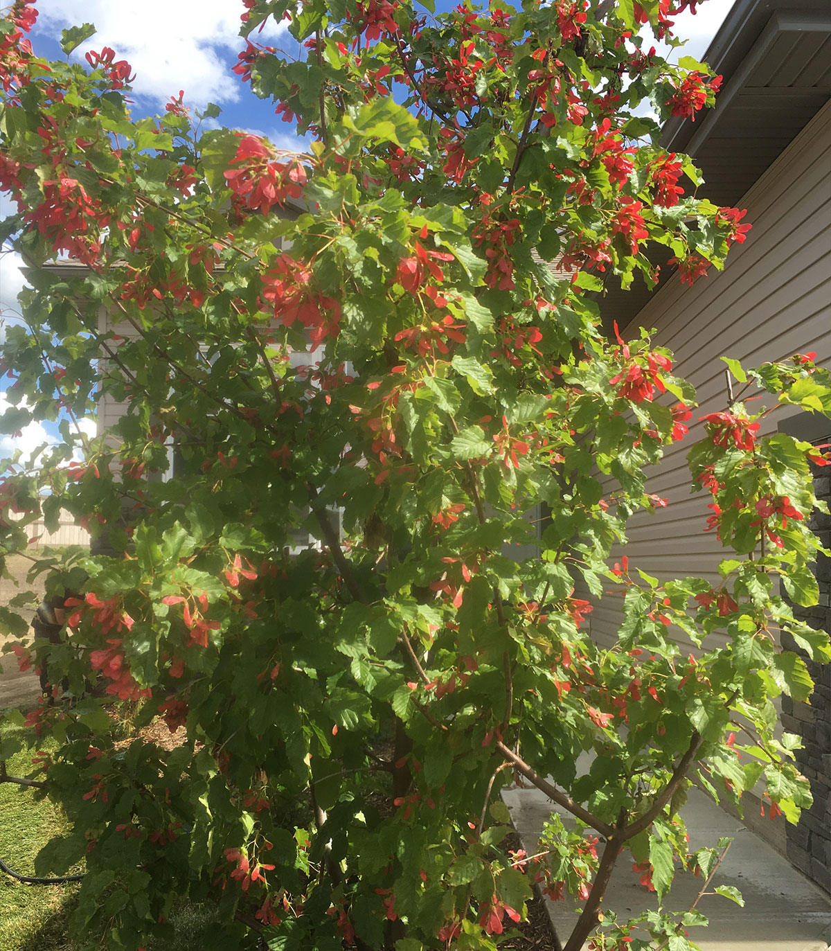 Tree with red and green leaves