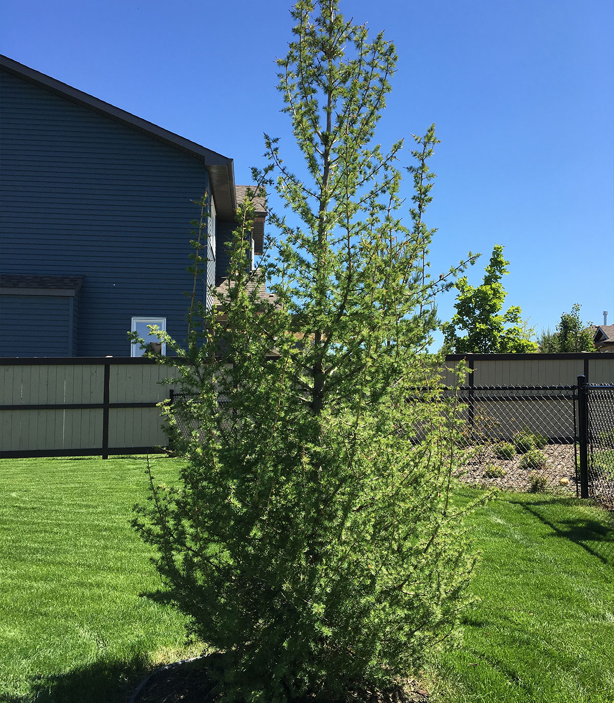 Young conifer planted in a lawn